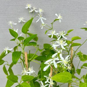 Powojnik Stellar kw